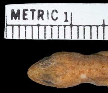 Media type: image;   Herpetology R-33469